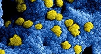 Coronavirus (COVID-19)